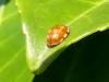 Harmonia quadripunctata